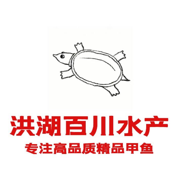 洪湖百川精品甲鱼