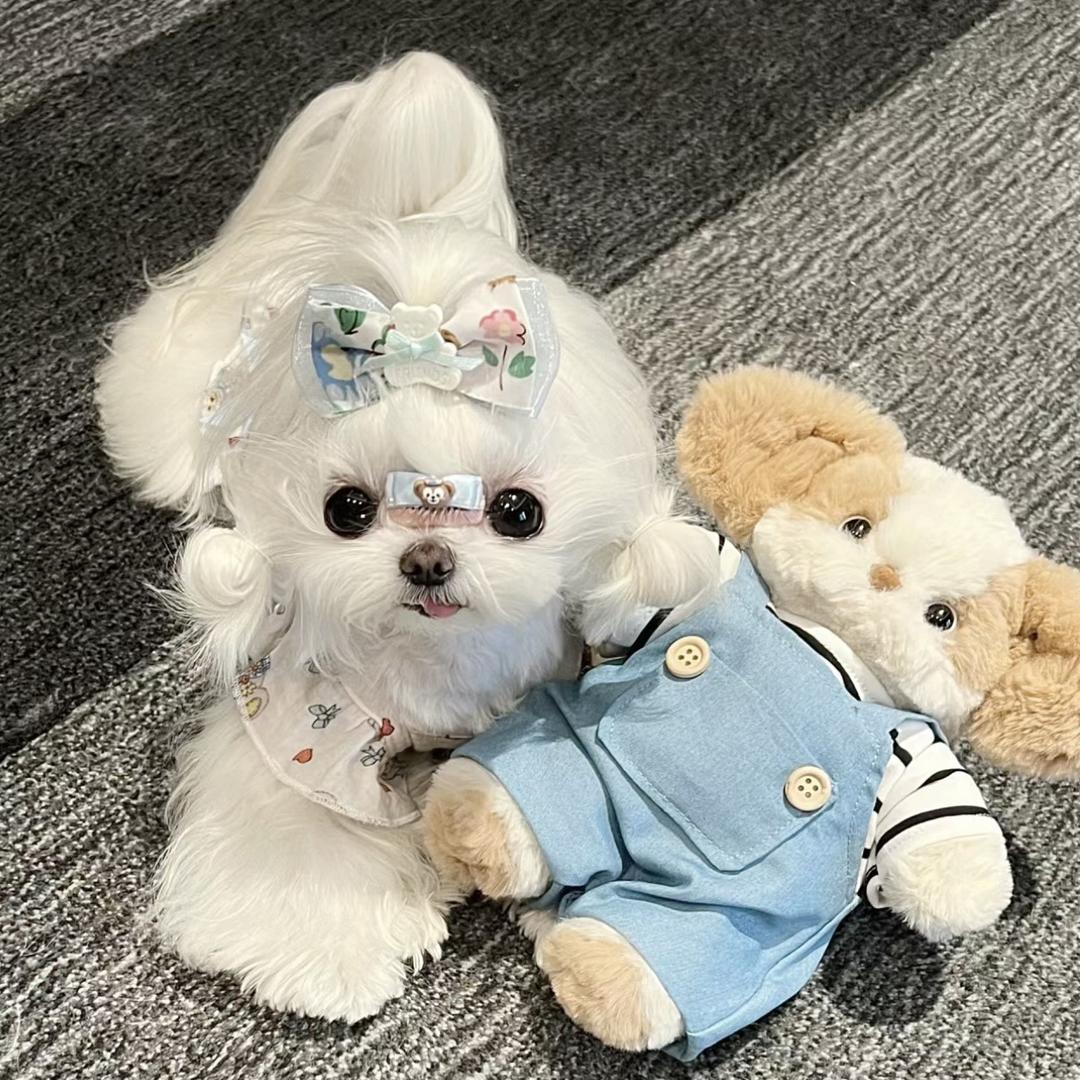 🌈芝士妹妹