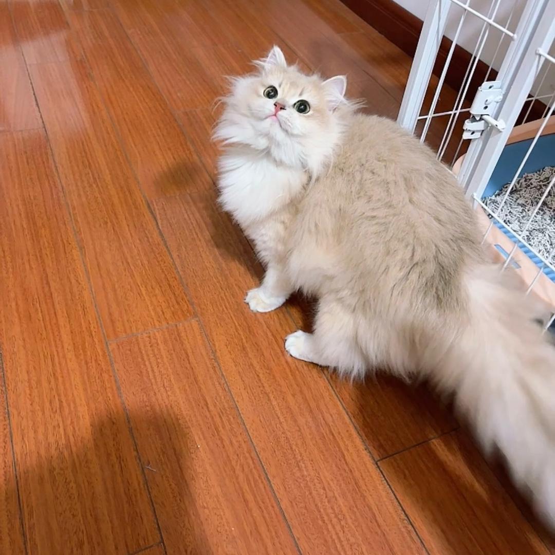 金金家的猫