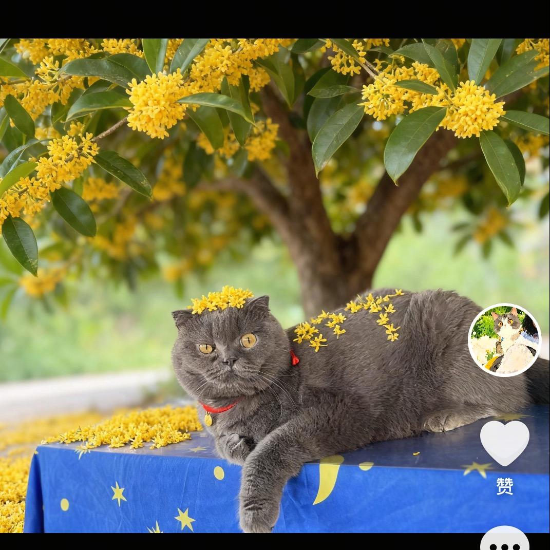 Lෆiiೄ೨ ღᩚ᭄萍ৡᩚ