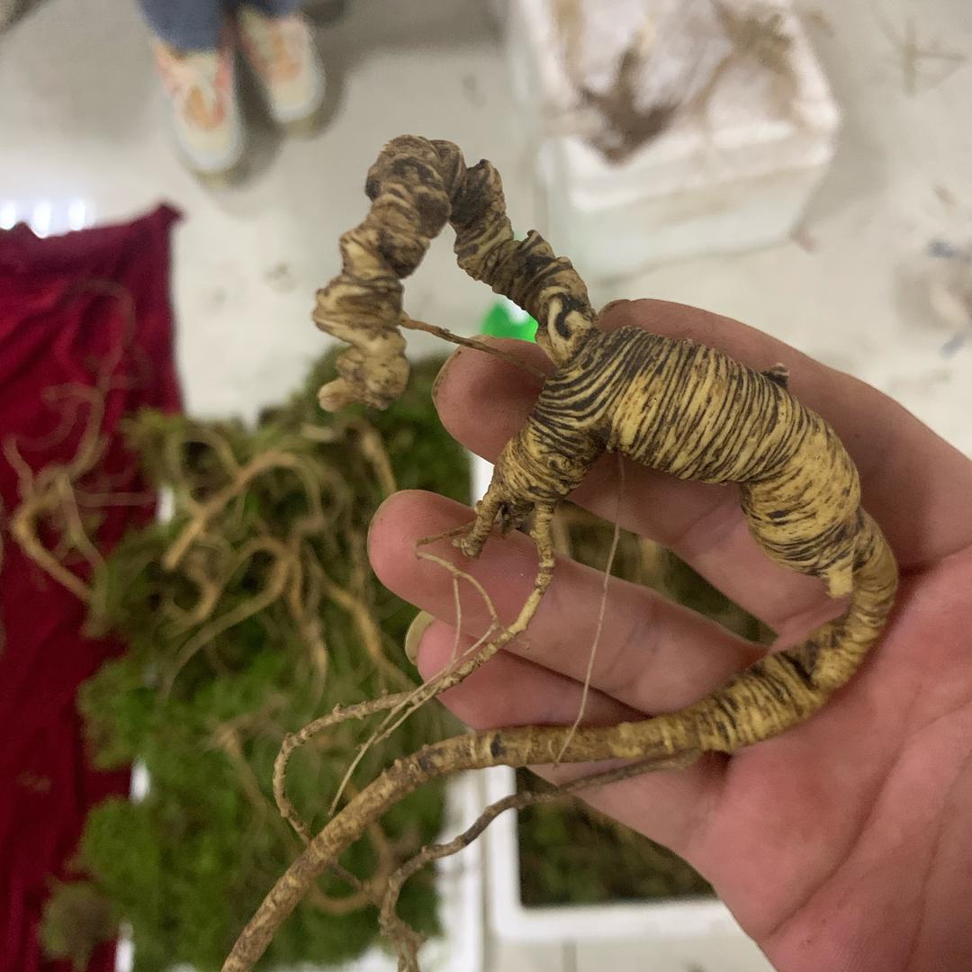 长白山山参小哥