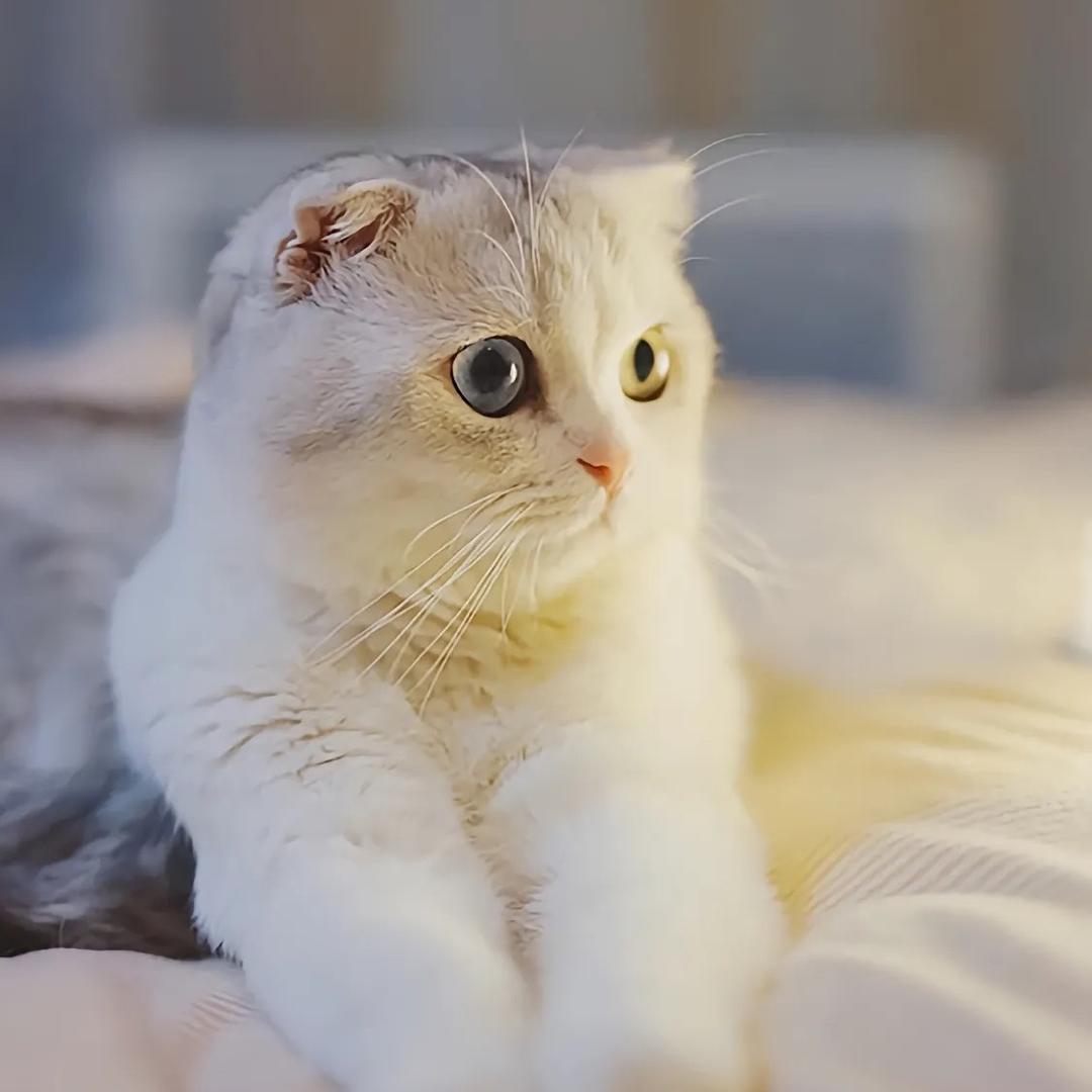 Little has （合金弹头觉醒）