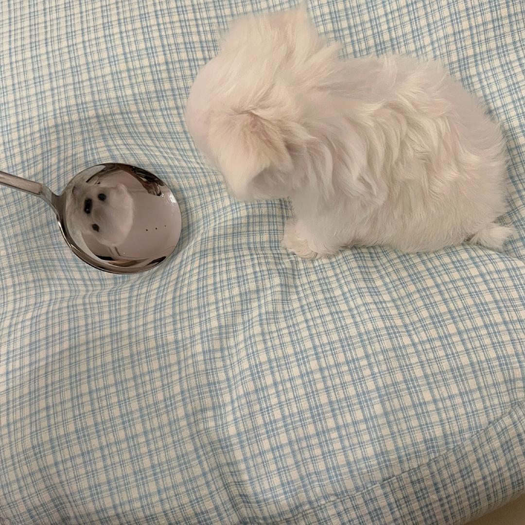 卷心菜好好吃