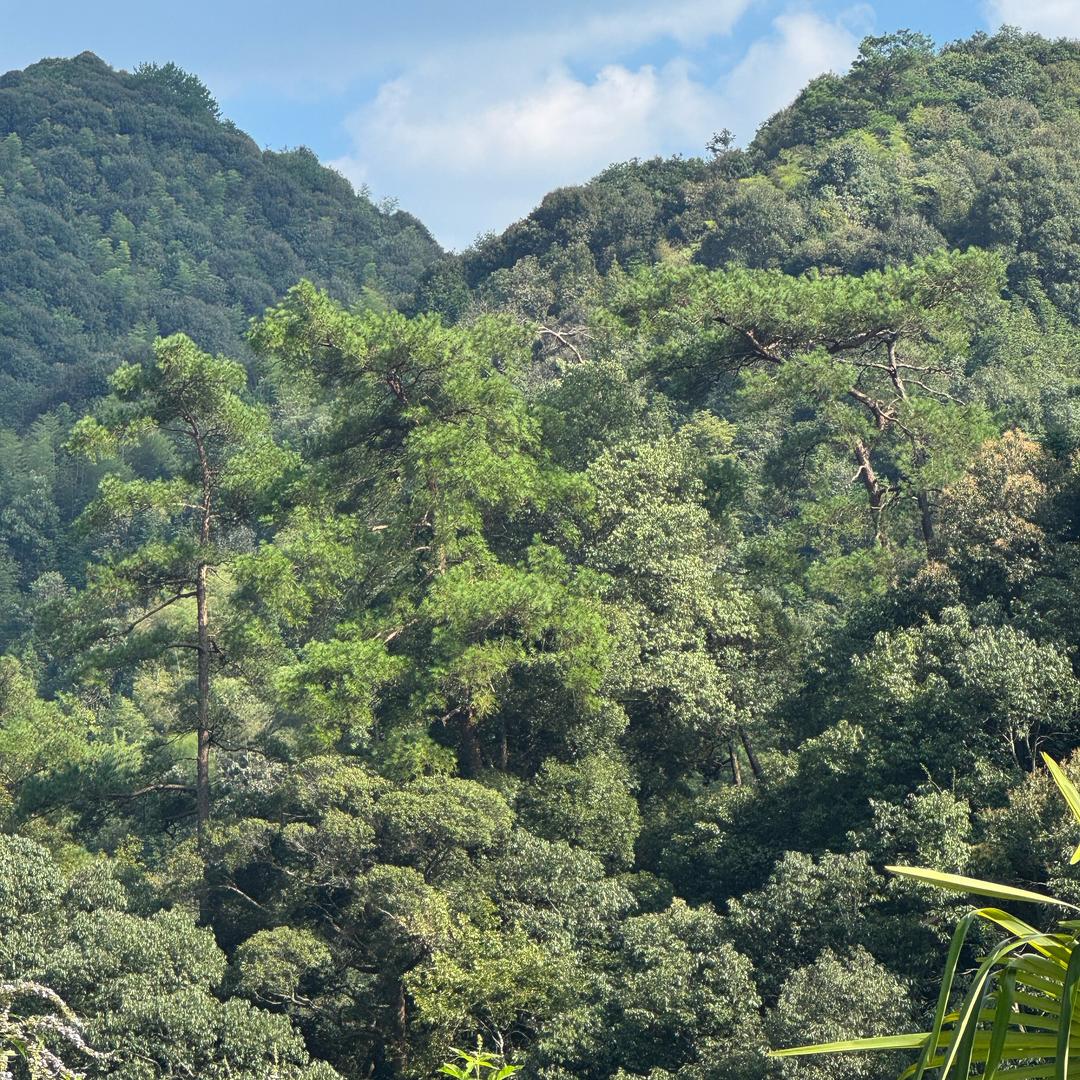 独一味•（小吃）