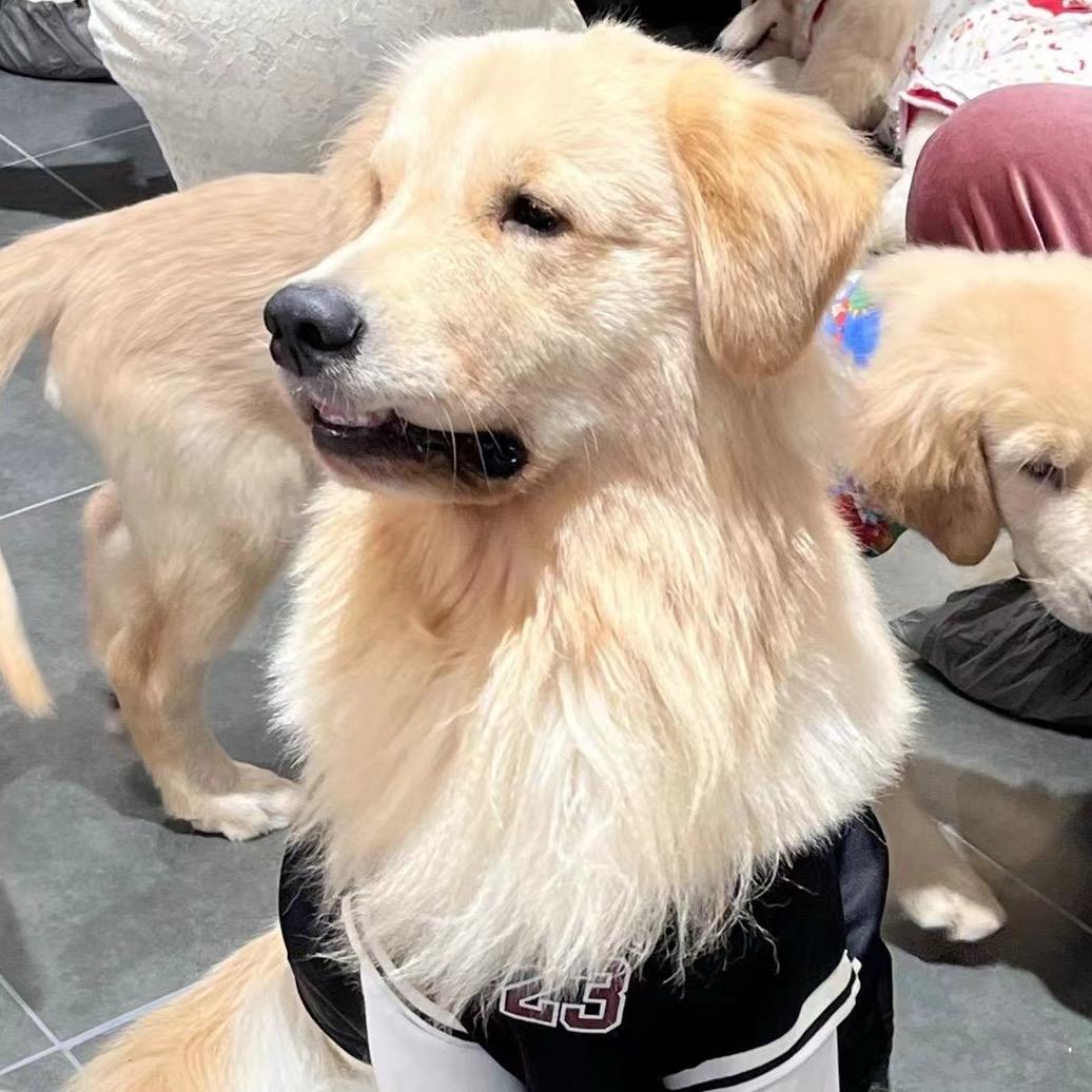 去奥莉家玩·rua狗体验馆（扬州店）