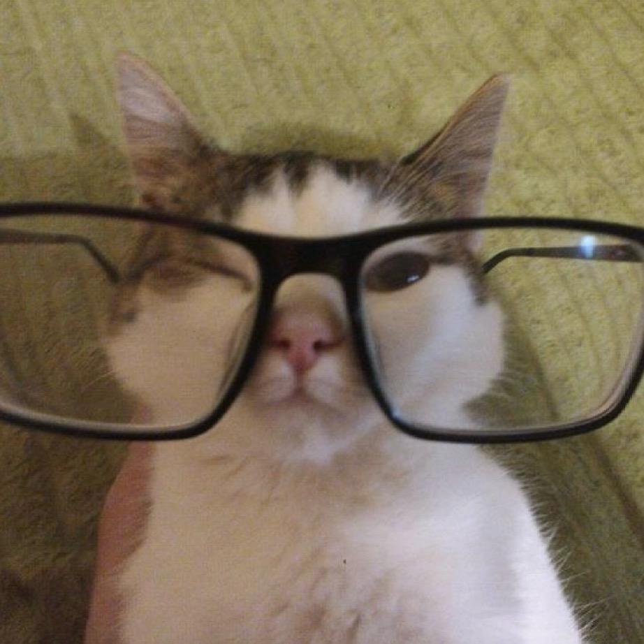 猫猫贝斯手