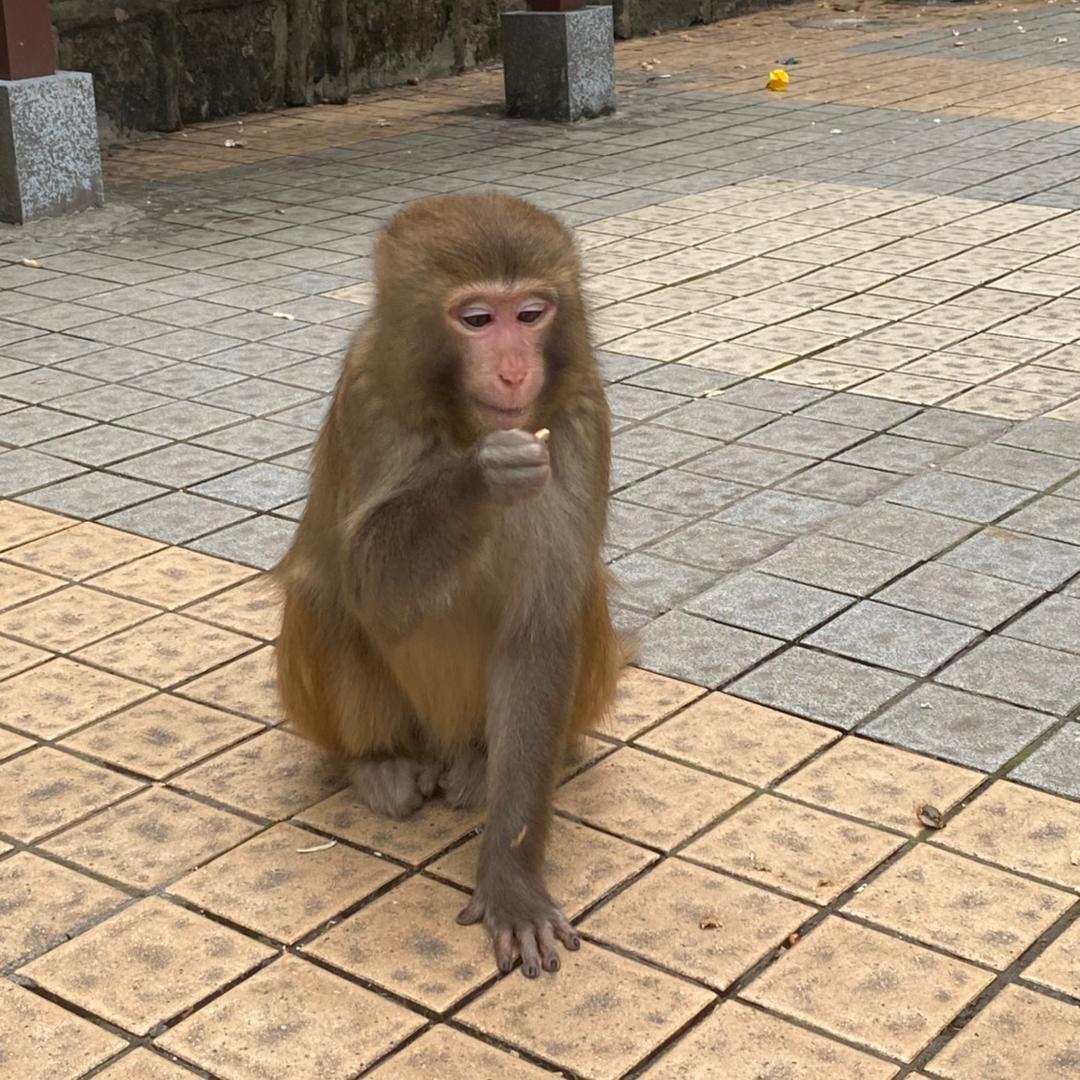 小鸡炖牛腩
