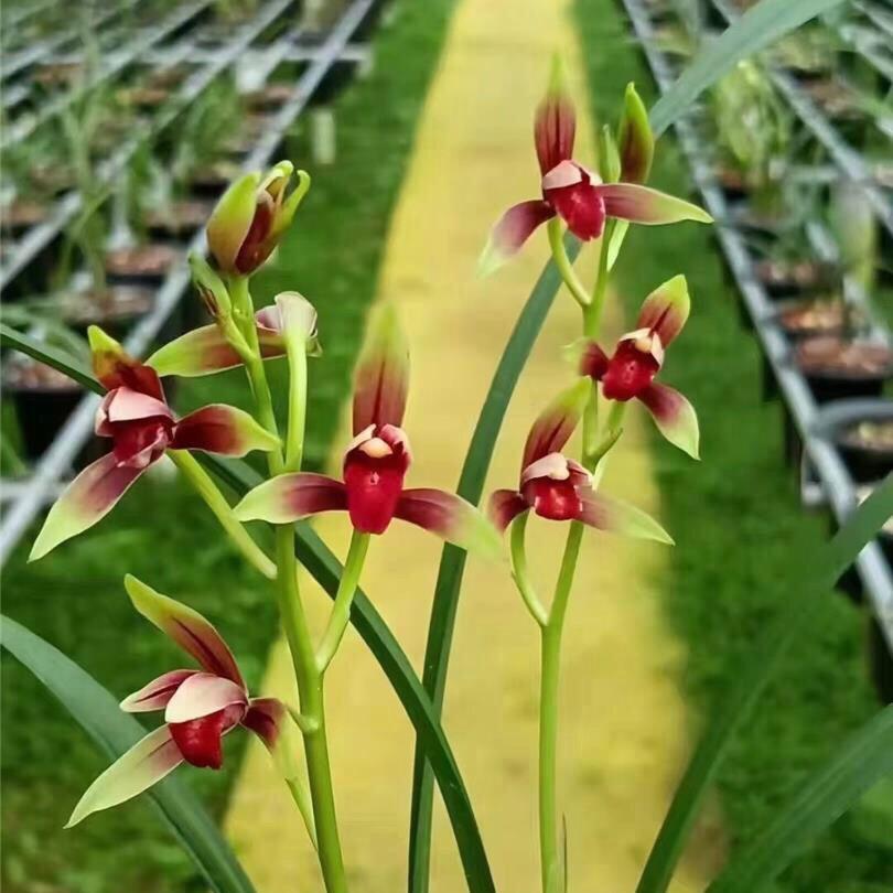 兰花飘香亭