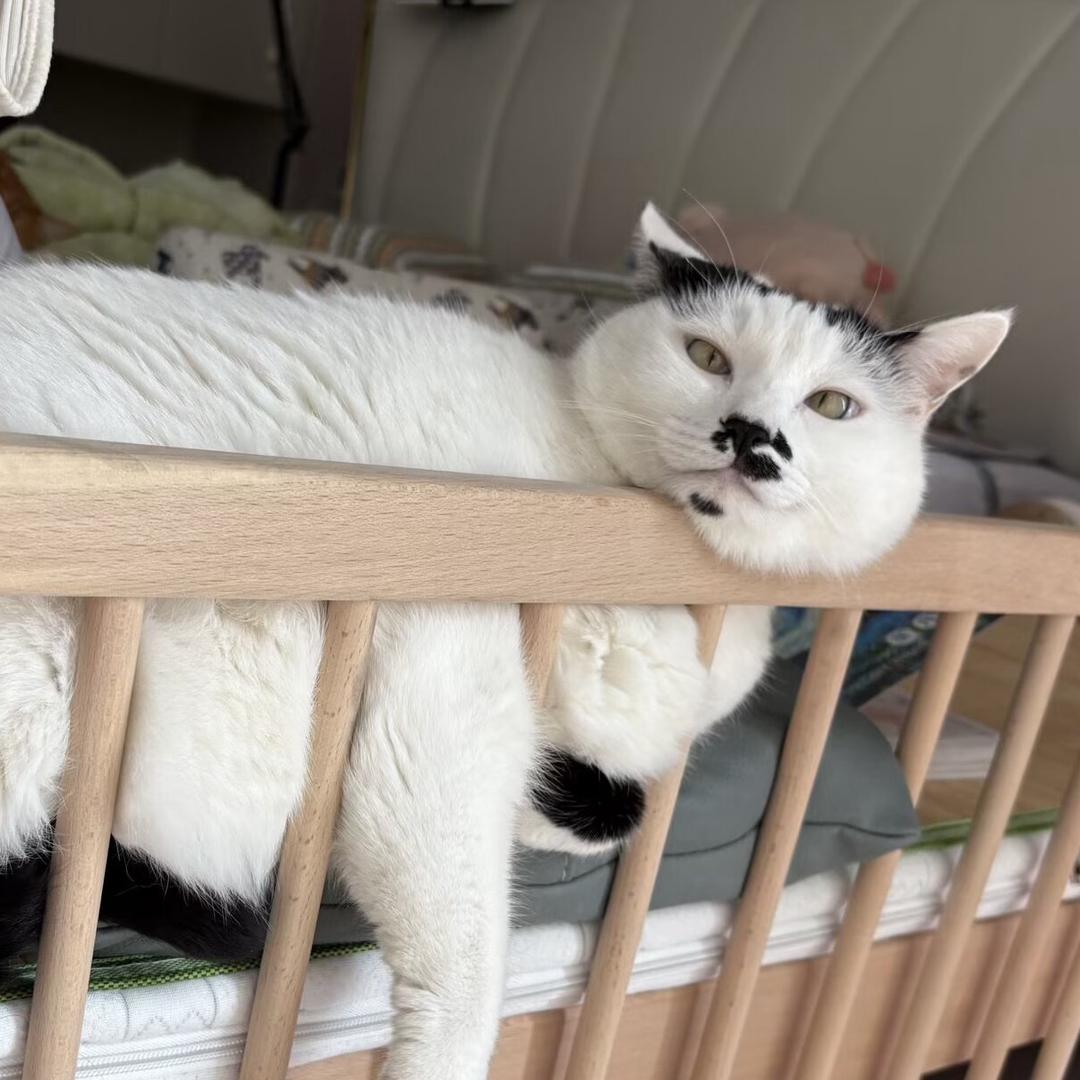 涂涂是只猫