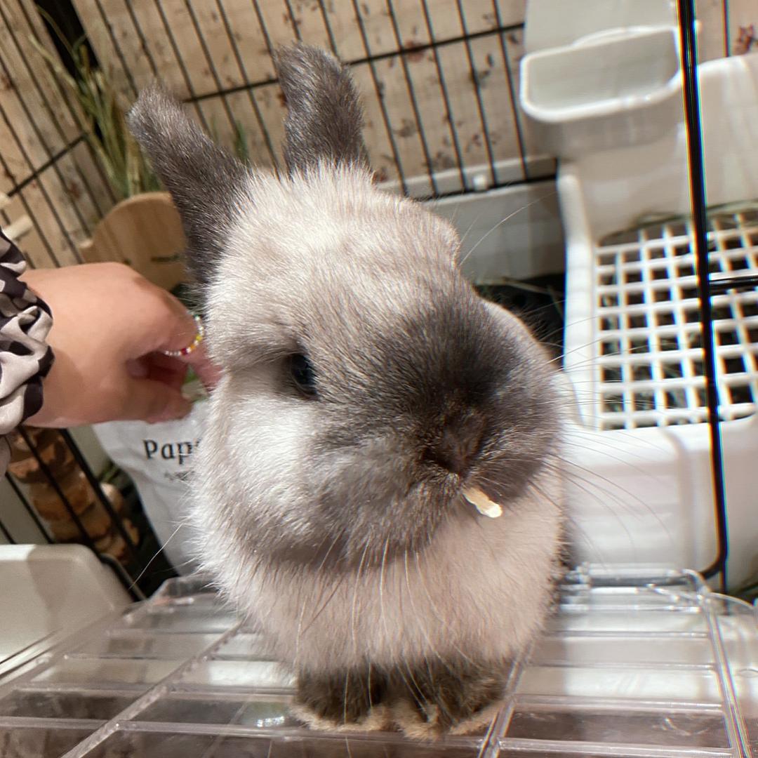 萝卜谷宠物用品