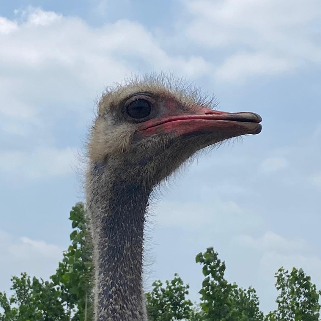 美梵柔羽毛制品