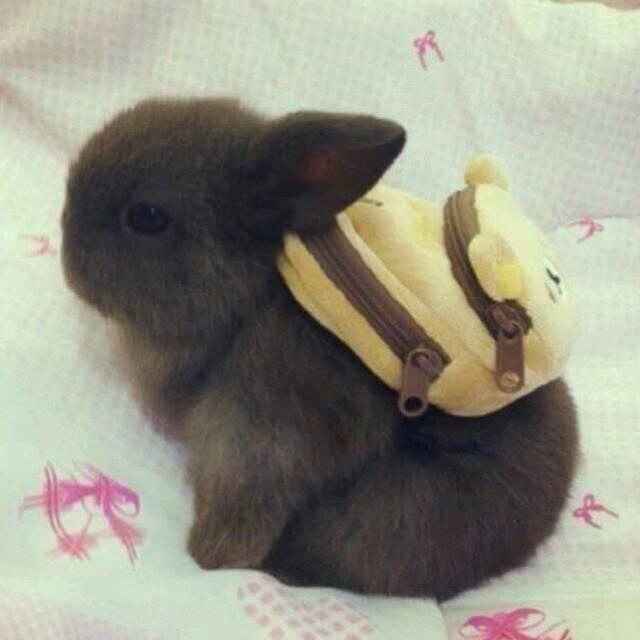 嘟嘟666