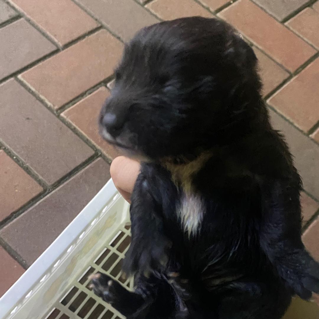 小狗富贵
