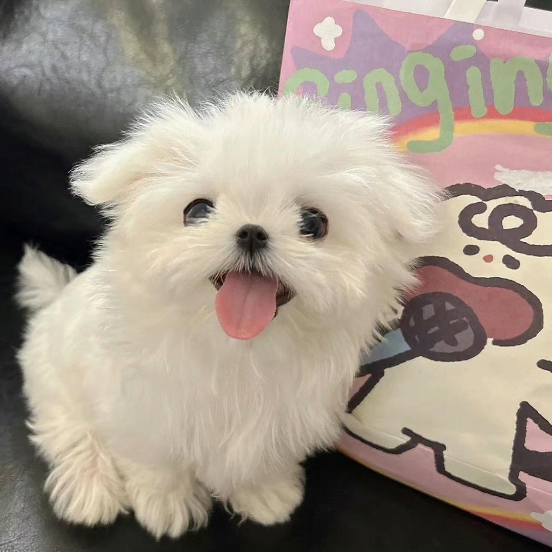 小稚