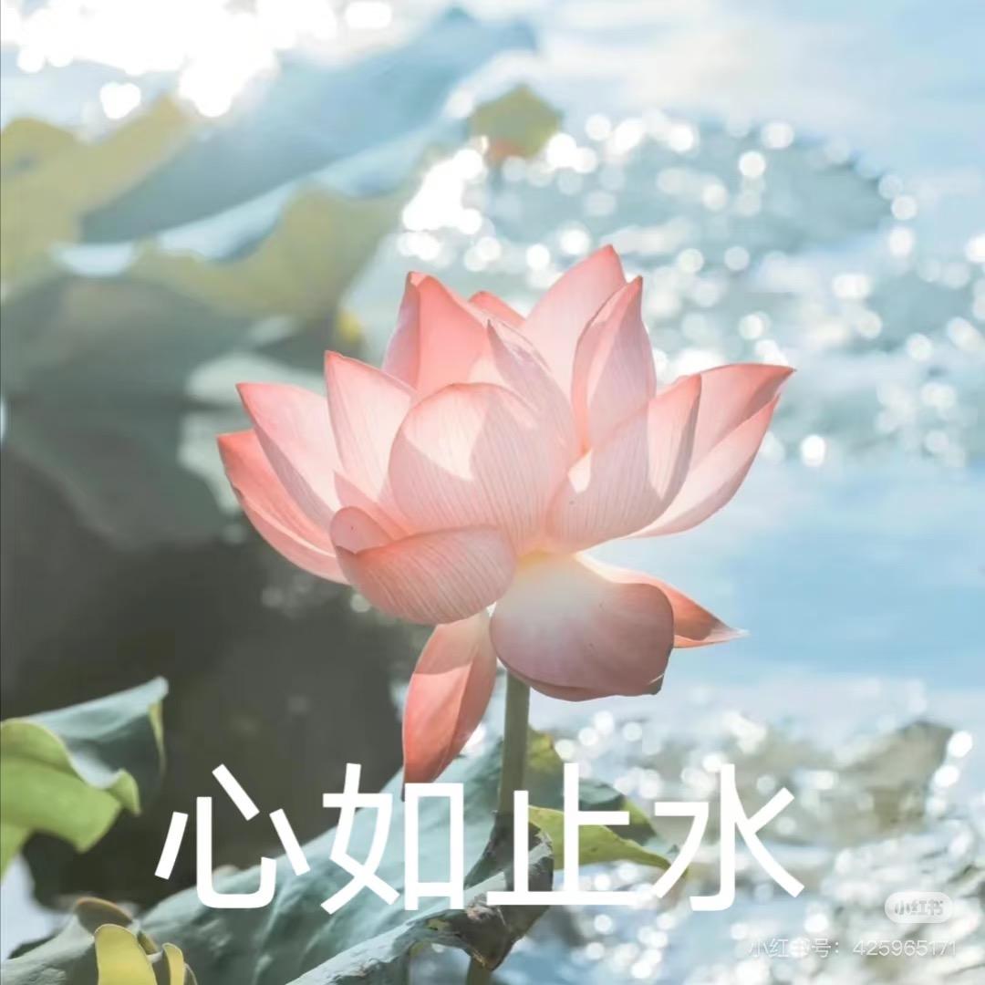 装奶狗被人打成猪头🐷