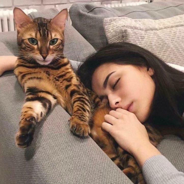 猫哥