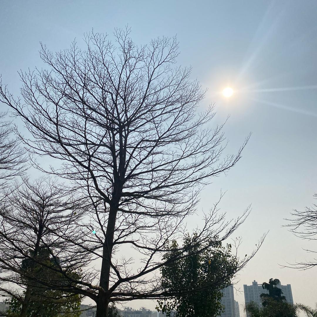 马雪雄清真黄牛肉