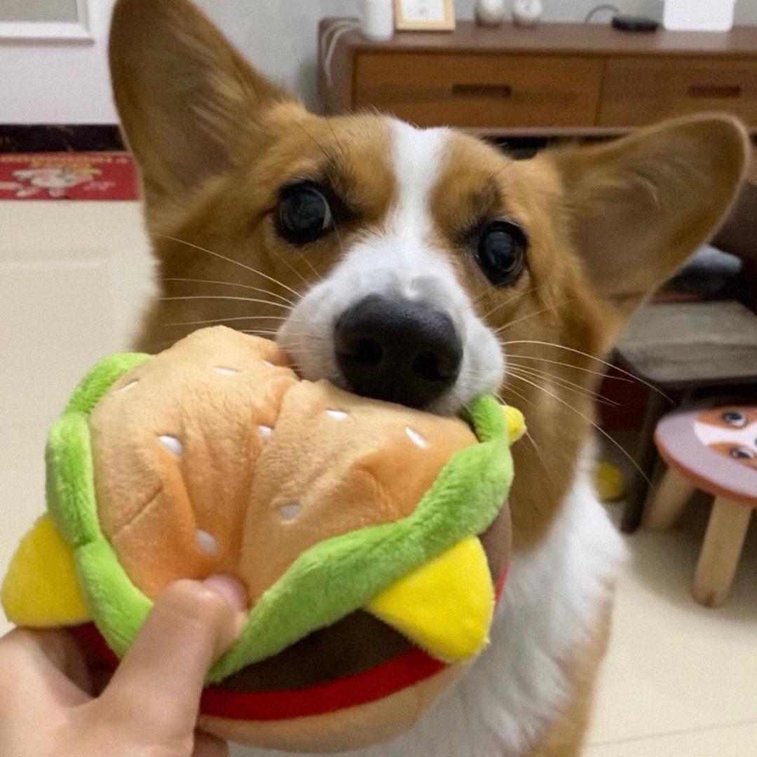 爱吃松子的雪球