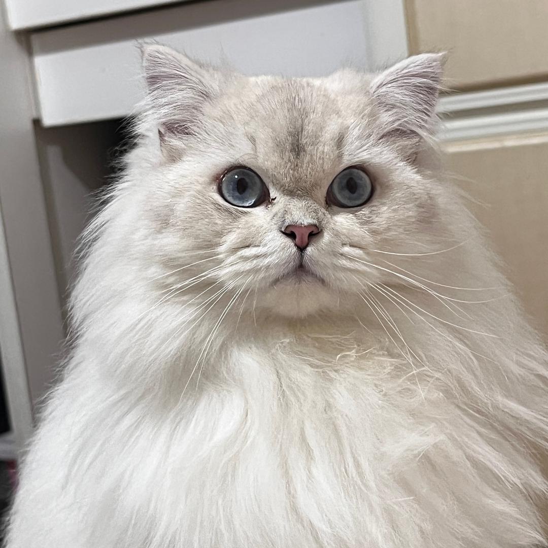 一只招财喵🐱
