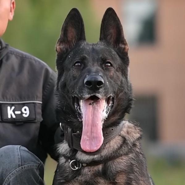 启程（东德牧羊犬）