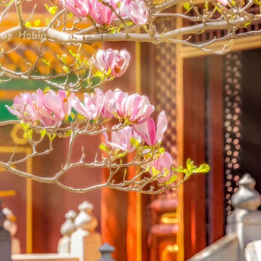 花晨 月夕