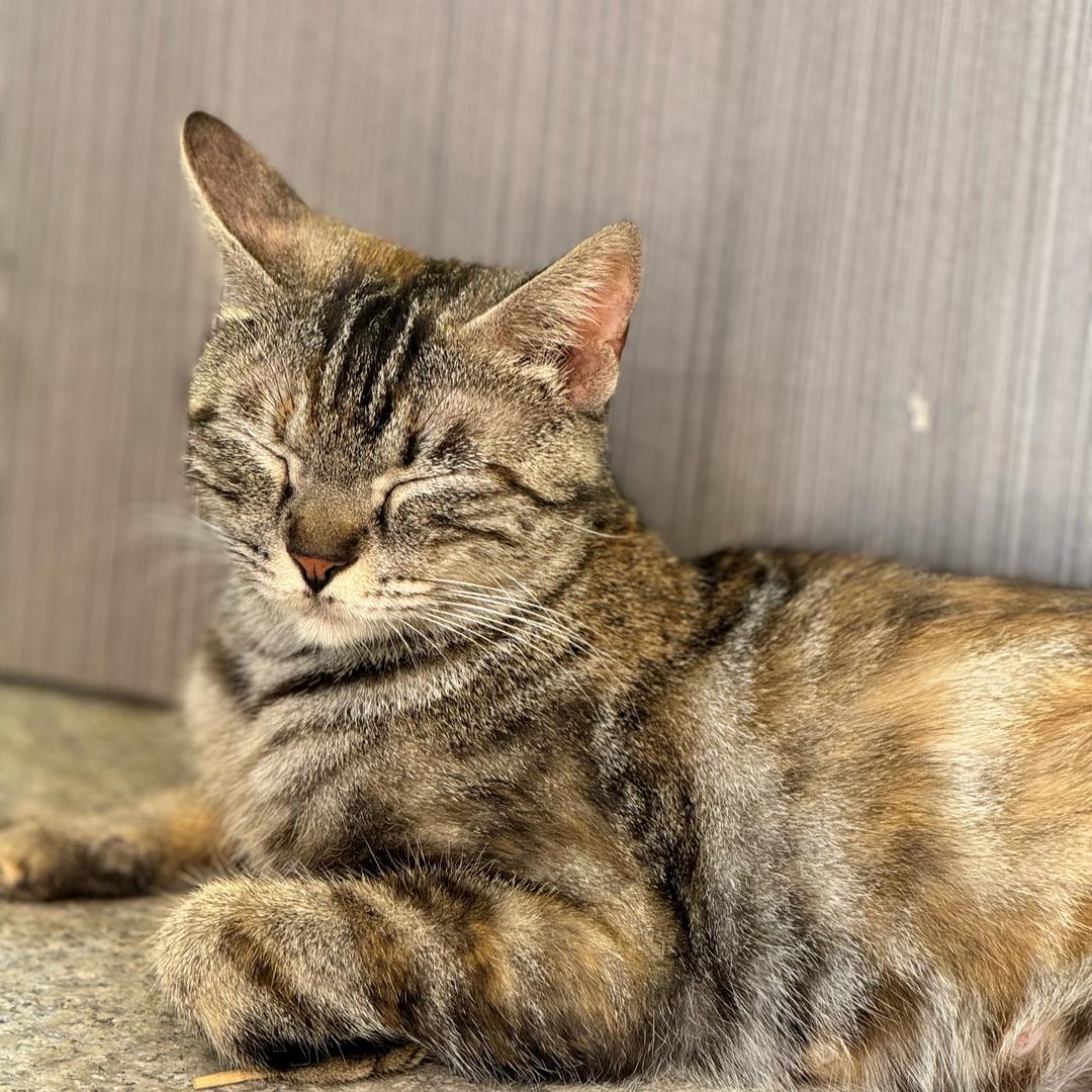 流浪猫花妮儿