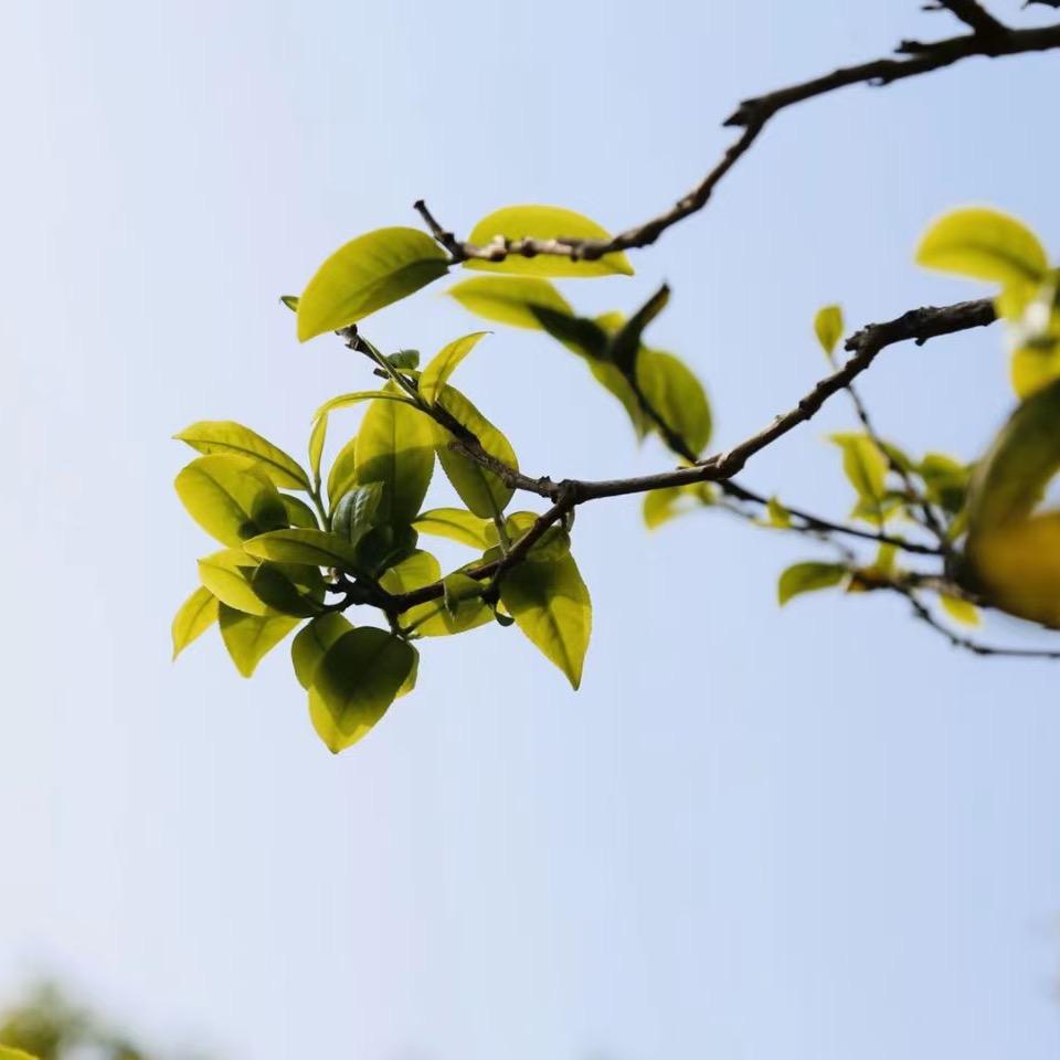 班章村九十八號｜阿艷☀︎