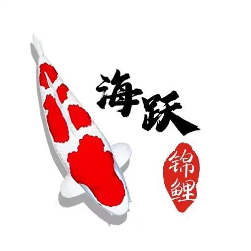 海跃锦鲤