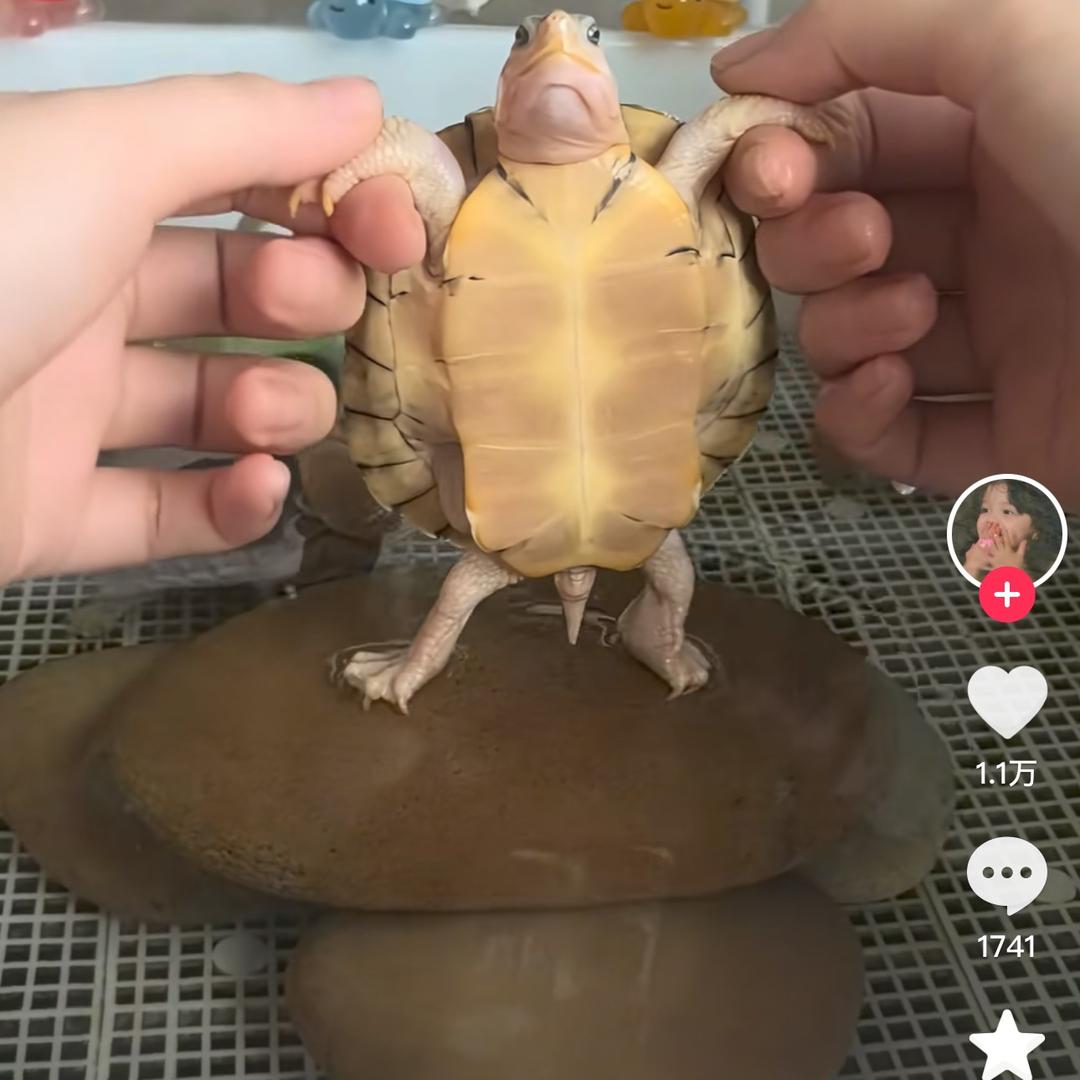 苦珊珊🍼³³³
