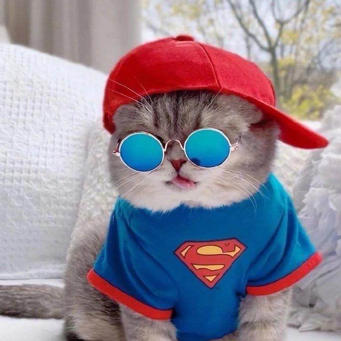 小猫咪大舞台