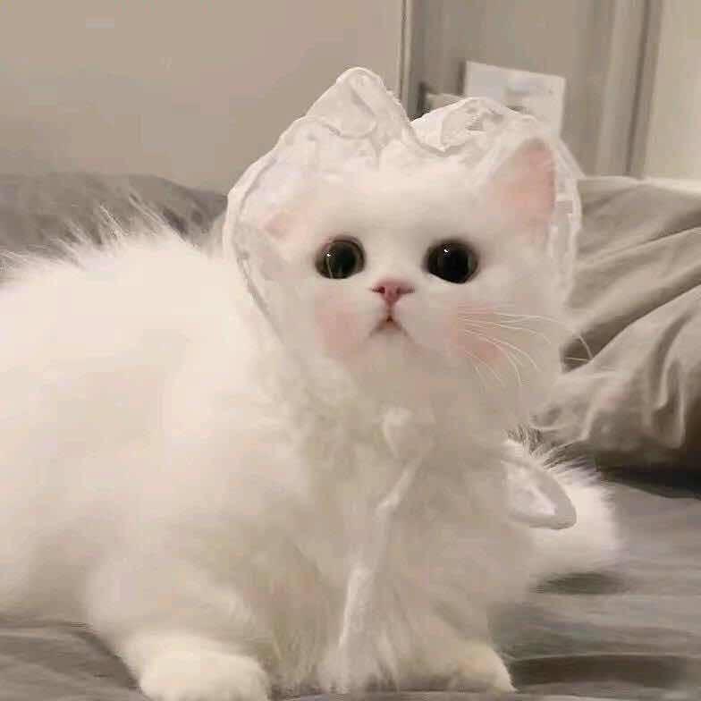 玩魔兽的小奶恩💭