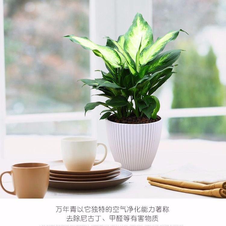 乐之妍绿植