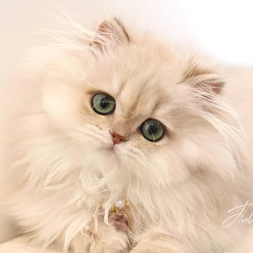 翼德猫舍稀有色渐层-直播号