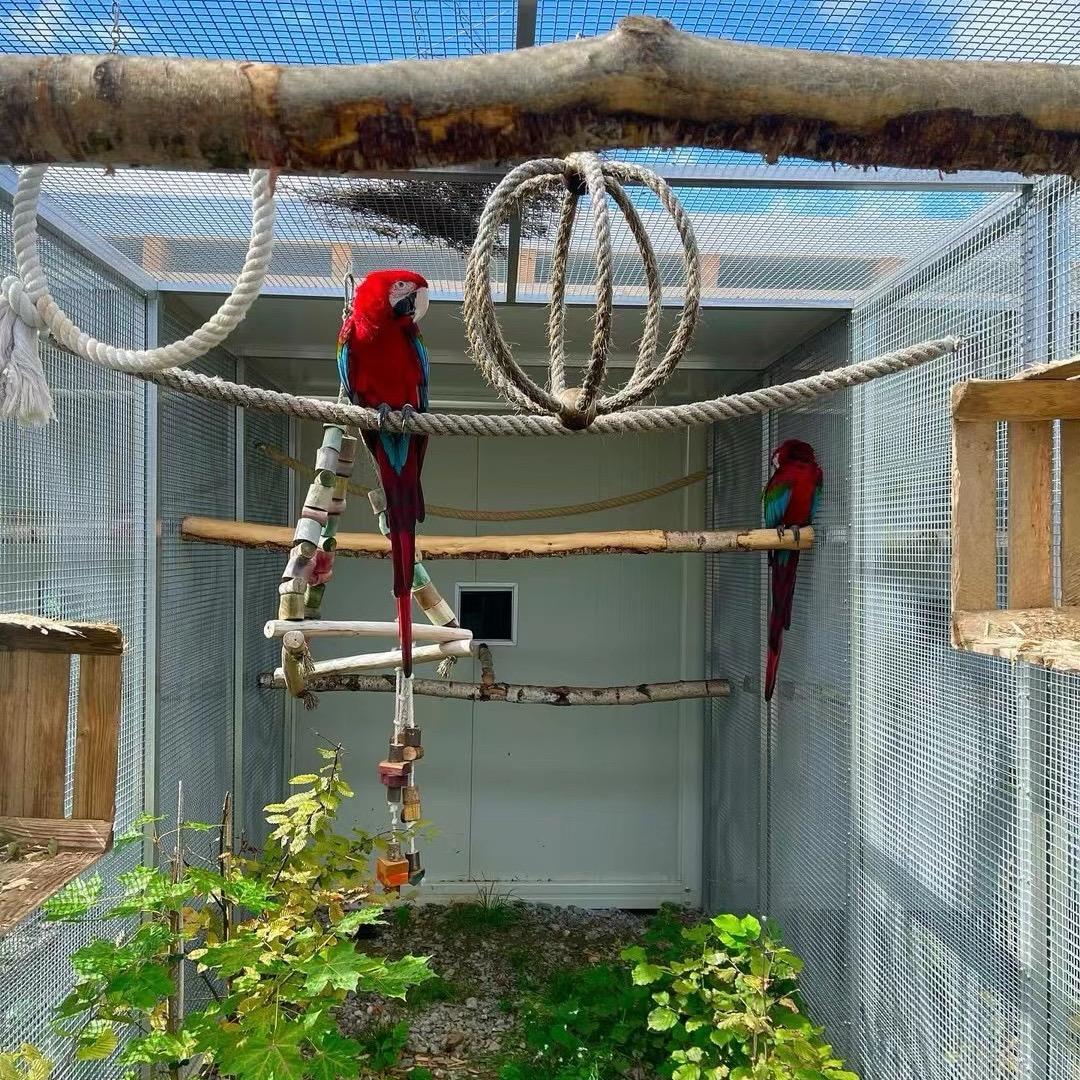 江苏🇨🇳鹦鹉繁育基地