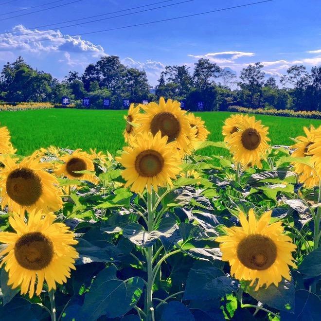 ღ拾柒ᮨ້໌ꦿ༉