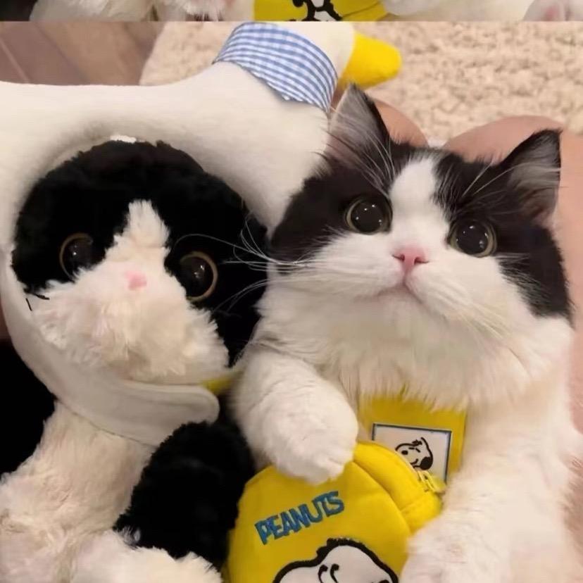 小苹果是宠物猫