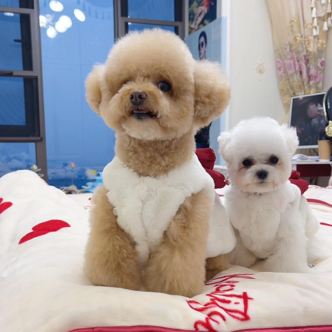 球球和元宝的日常