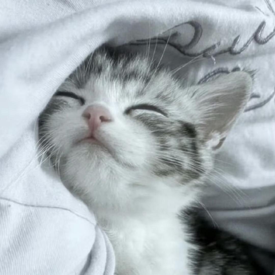 檐下猫