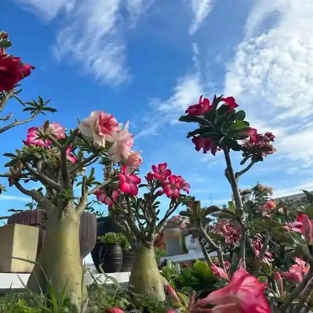 花卉绿植