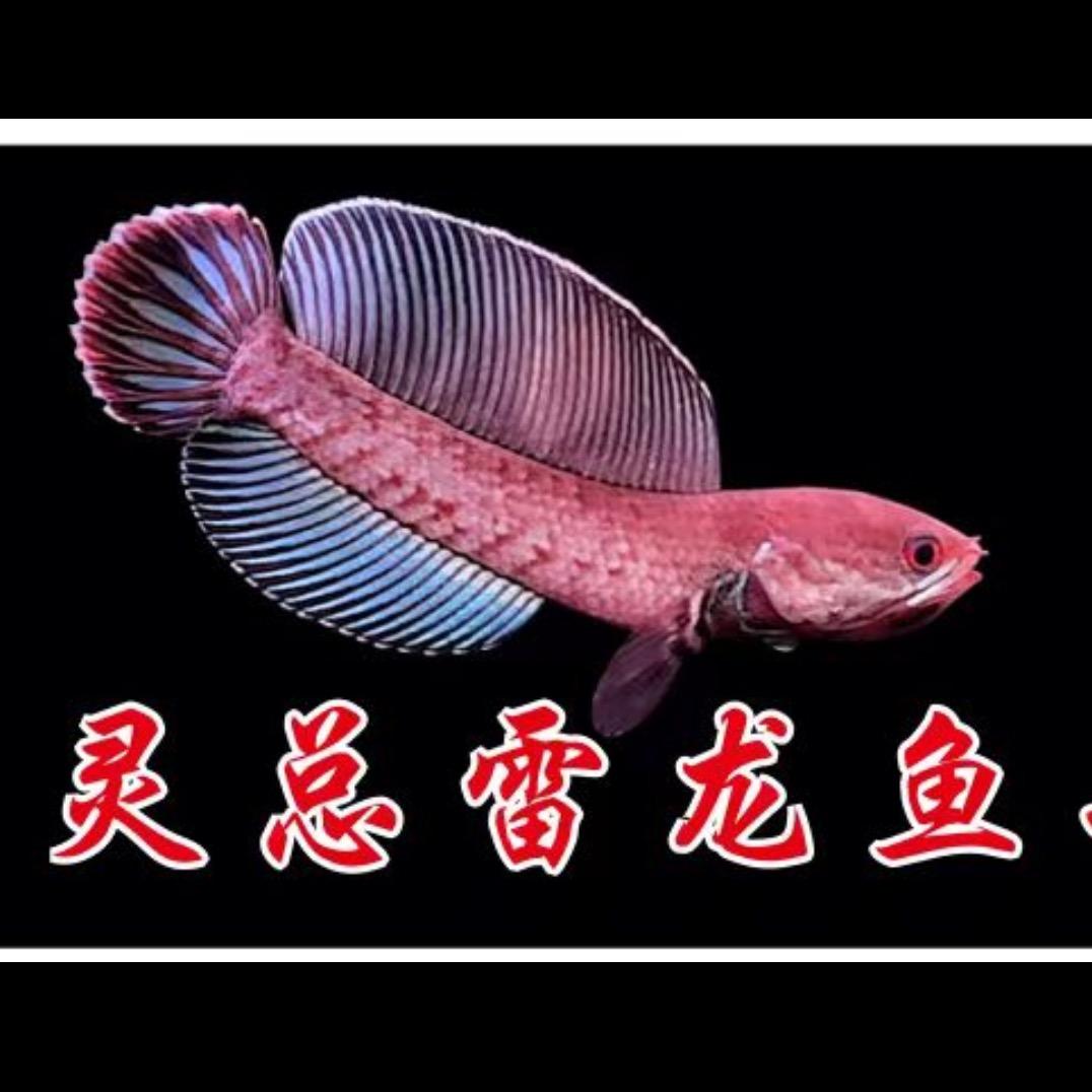 灵总雷龙鱼工作室