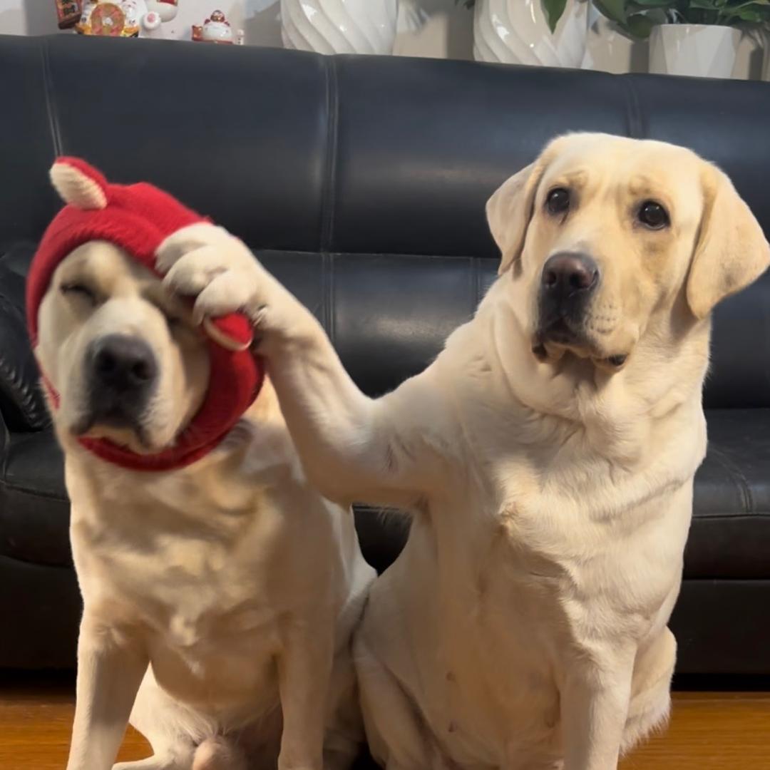 馋狗糖糖和傻喵二蛋