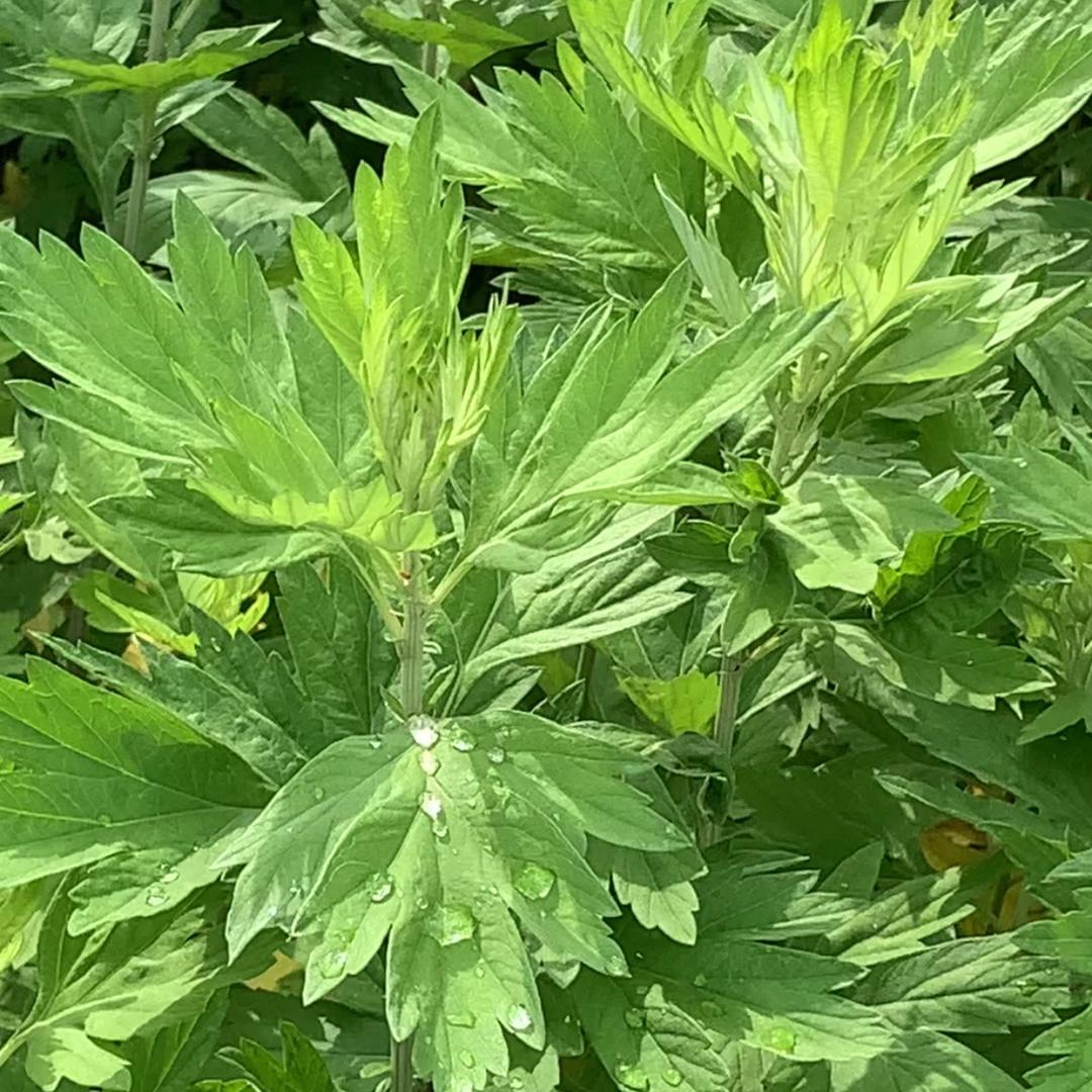 蕲春艾味浓