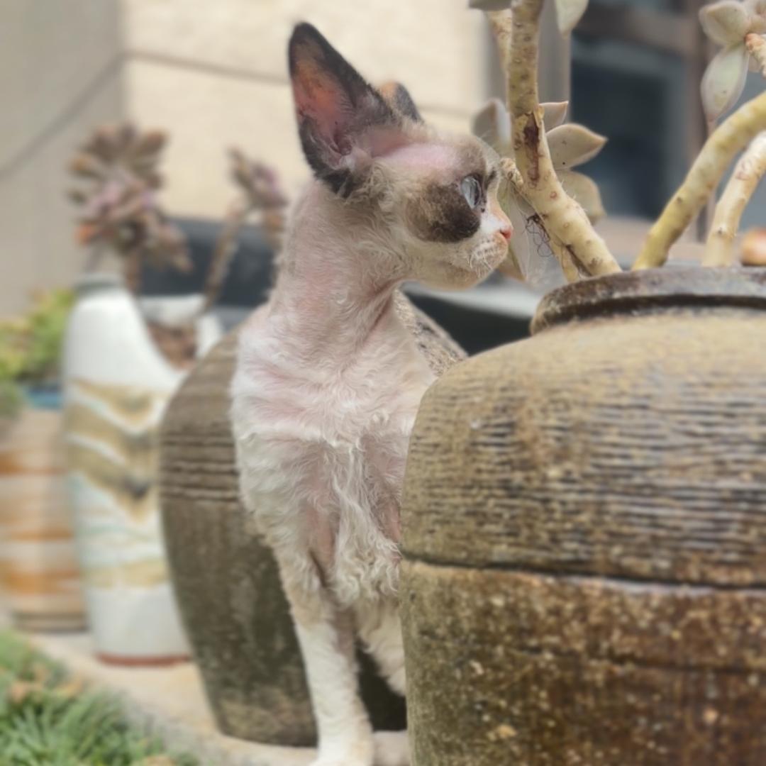 算了吧