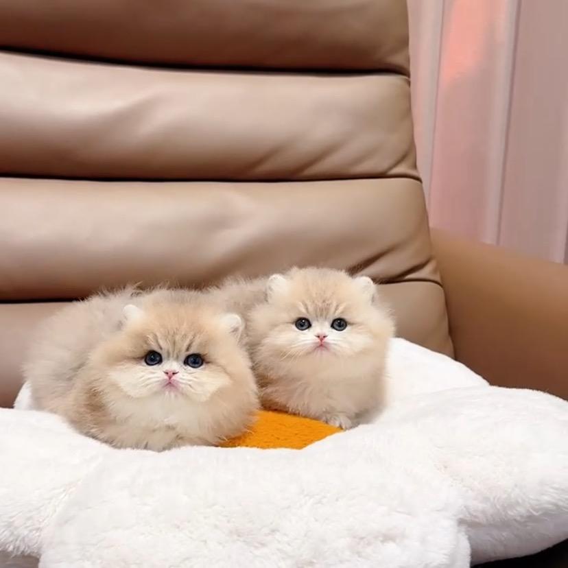 哥哥家的猫🐱