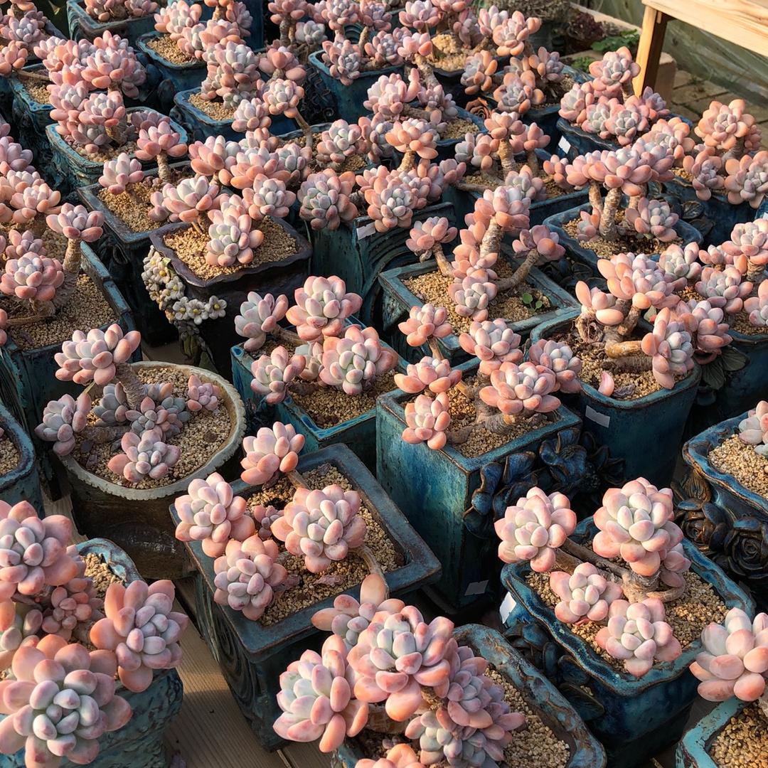 哈尔滨观景韵多肉植物馆