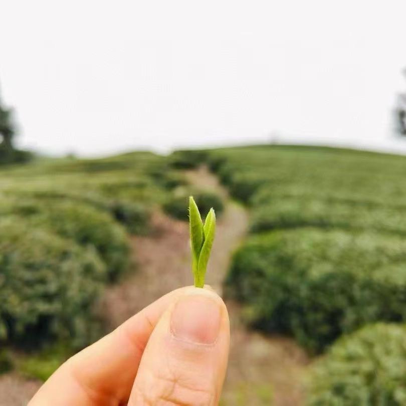 木木爱喝茶