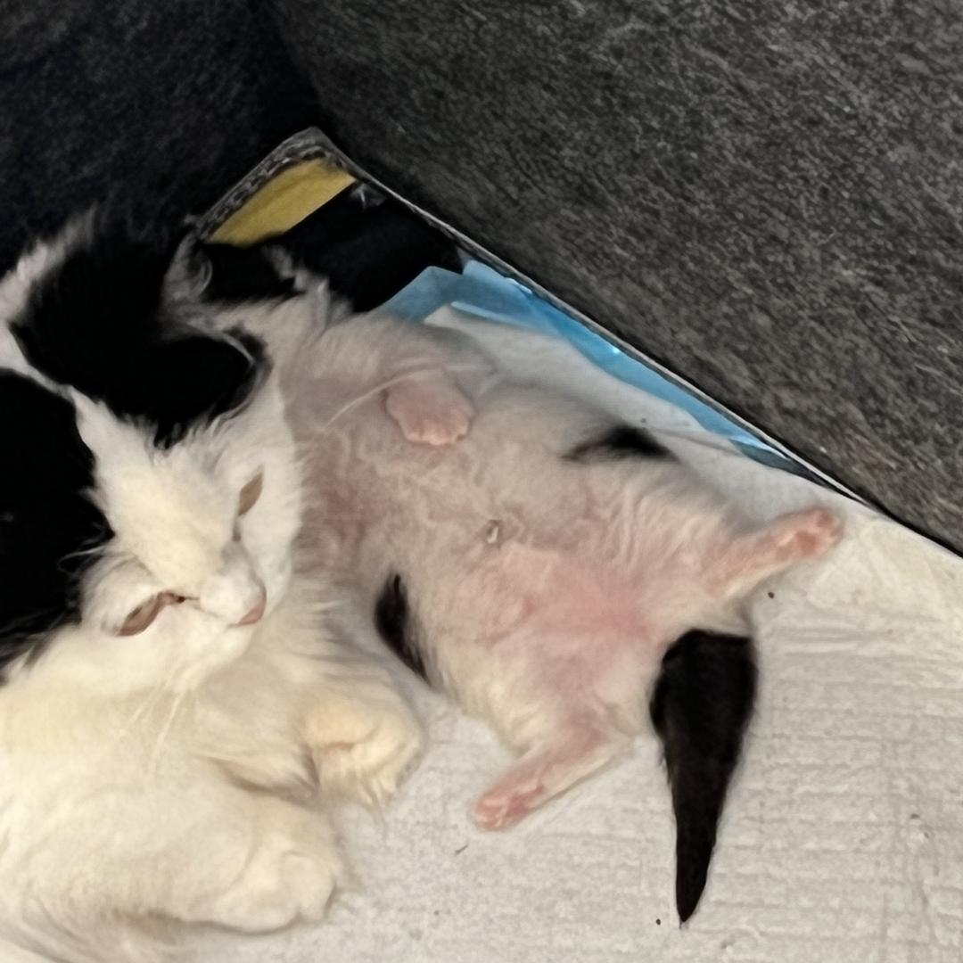 我和小猫们都会幸福