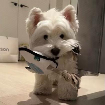 𝟭𝟭.𝟮𝟮🦈