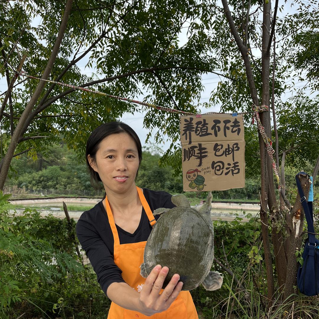 亏佰万生态甲鱼