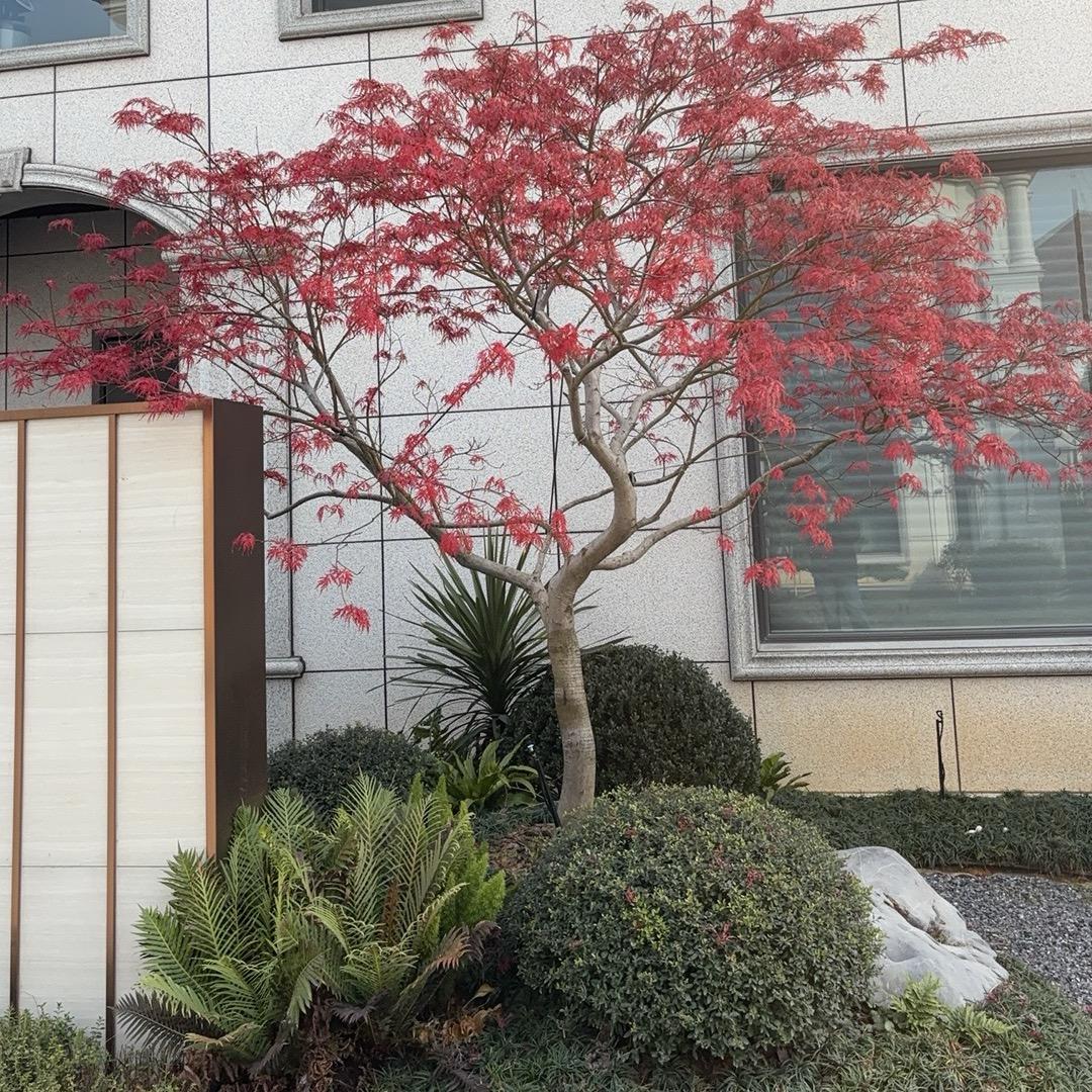 木兰景观